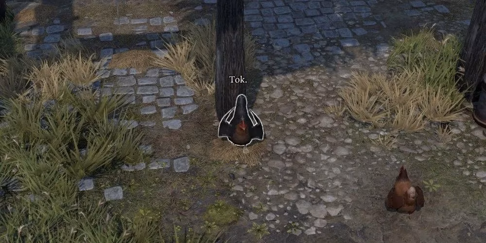 don-t-eat-that-egg-a-complete-guide-to-counting-your-chickens-in-divinity-original-sin-2-image-0